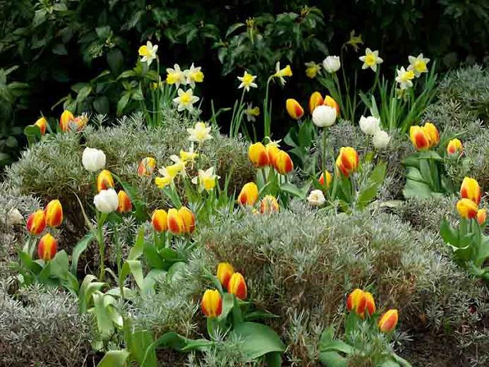 Narcissus 'Topolino', Daffodil 'Topolino', Trumpet Daffodil 'Topolino', Trumpet Daffodil, Spring Bulbs, Spring Flowers, Narcisse Topolino, Trumpet narcissus, Mid-season Daffodil, Mid Spring Daffodil, Mid Spring Narcissus